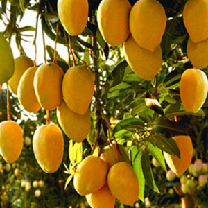 Mangoes