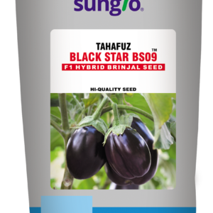 f1 hybrid brinjal seeds