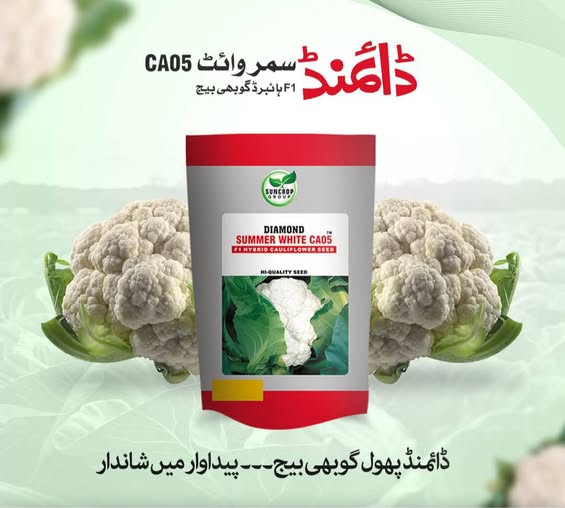 summer white ca05 cauliflower summer white ca05 cauliflower