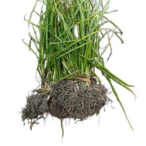 Nasarpuri onion seedlings
