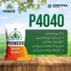 Corn seed P4040
