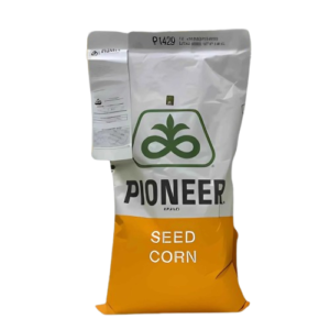 P 1429 maize seed