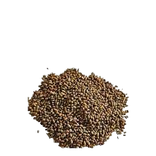 sesbania jantar seed