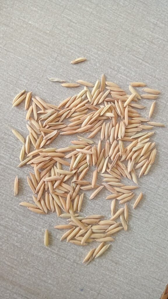 GM Ali-5 Rice Seed – GrowPak Store